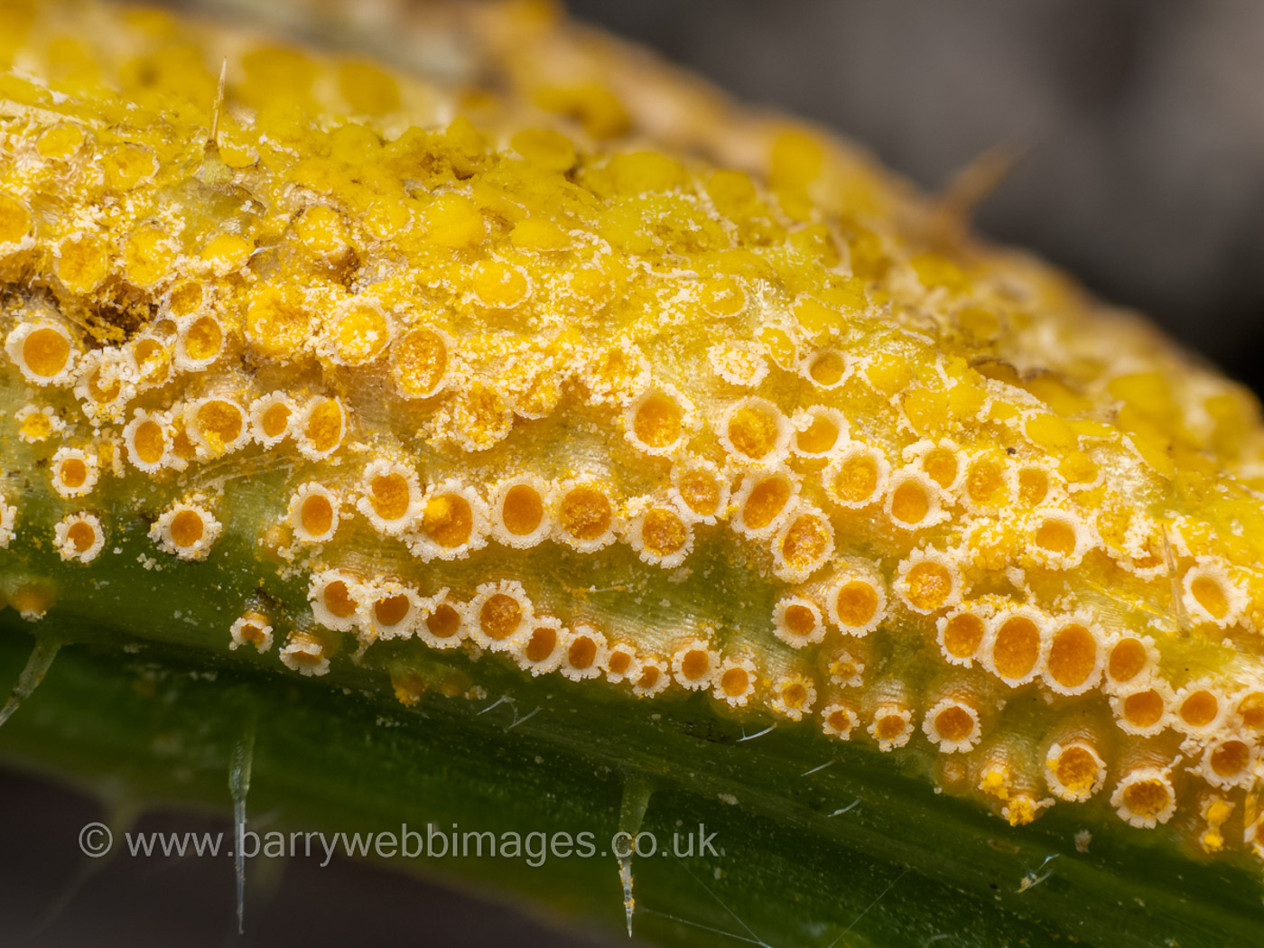 Puccinia urticata  by Barry Webb